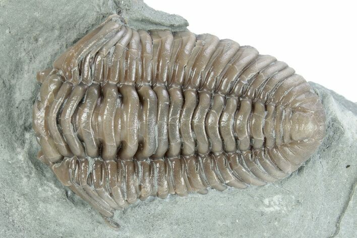 Prone Flexicalymene Trilobite - Indiana #282173